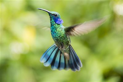 Kolibri im Braullio Carrillo National Park